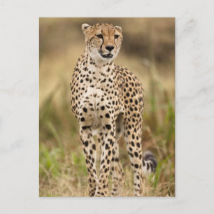 Carte Postale Guépard, Acinonyx jubatus, dans le Masai Mara