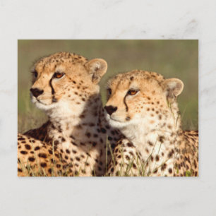 Carte Postale Guépard allongé dans l'herbe, Ngorongoro Conservat