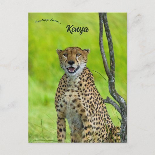 Carte Postale Guépard au Kenya (Devant)