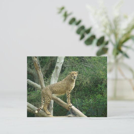 Carte Postale Guépard debout sur une branche d'arbre (Debout devant)