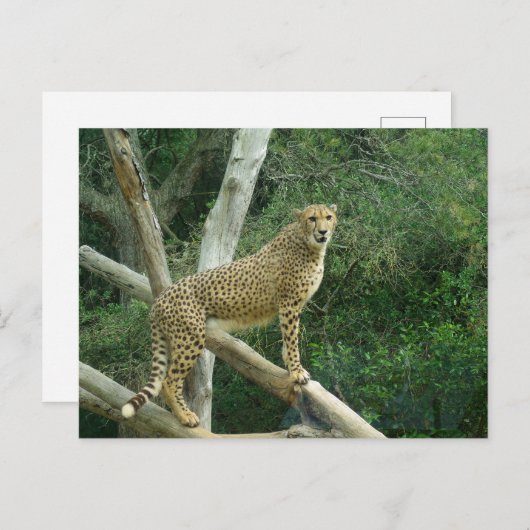 Carte Postale Guépard debout sur une branche d'arbre (Devant / Derrière)