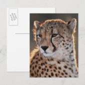Carte Postale Guépard regardant ailleurs (Devant / Derrière)