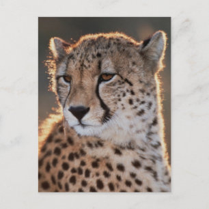 Carte Postale Guépard regardant ailleurs