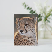 Carte Postale Guépard regardant ailleurs (Debout devant)