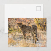 Carte Postale Guépard regardant autour (Devant / Derrière)