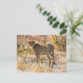 Carte Postale Guépard regardant autour (Debout devant)