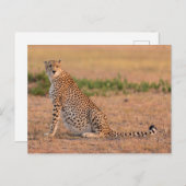 Carte Postale Guépard se reposant tôt le matin (Devant / Derrière)