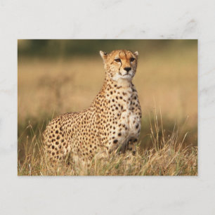 Carte Postale Guépard sur un petit monticule pour une meilleure