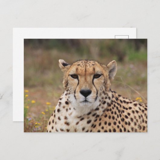 Carte Postale Guépard vous regardant fixement (Devant / Derrière)