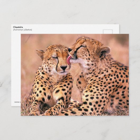 Carte Postale Guépards (Devant / Derrière)