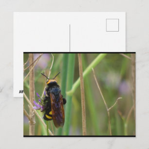 Carte Postale Guêpe Mammouth sur Tige