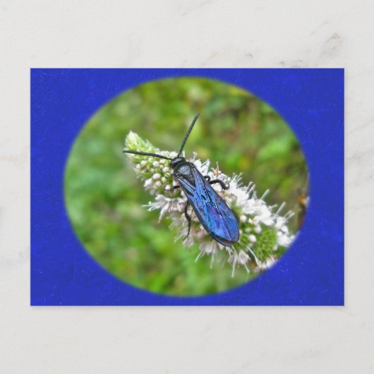 Carte Postale Guêpe scoliide à double bande sur menthe (Devant)