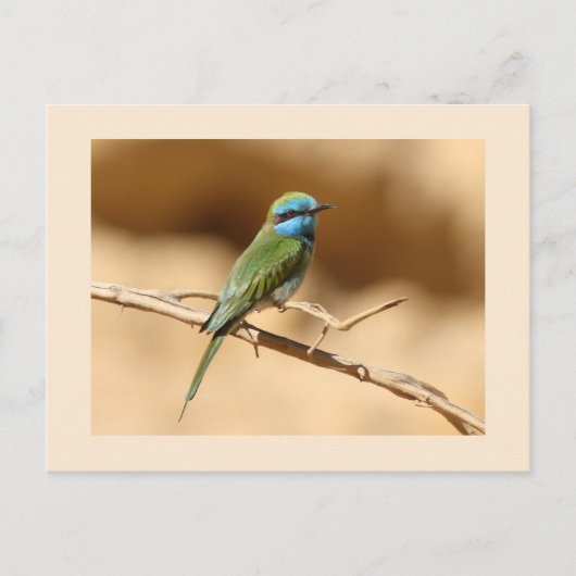 Carte Postale Guêpier à collier d'or (Devant)