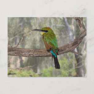 Carte Postale Guêpier arc-en-ciel, Australie
