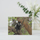 Carte Postale Guereza (Debout devant)