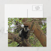 Carte Postale Guereza (Devant / Derrière)