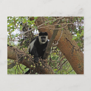 Carte Postale Guereza