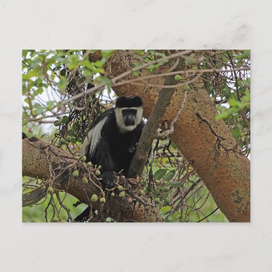 Carte Postale Guereza (Devant)