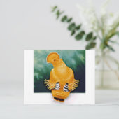 Carte Postale Guianan Cock-of-the-rock (Debout devant)