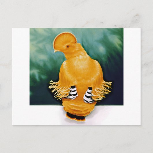 Carte Postale Guianan Cock-of-the-rock (Devant)