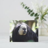 Carte Postale Guianan saki (Debout devant)