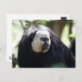 Carte Postale Guianan saki (Devant / Derrière)