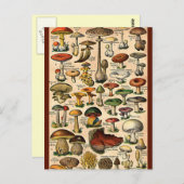 Carte Postale Guide du champignon vintage (Devant / Derrière)