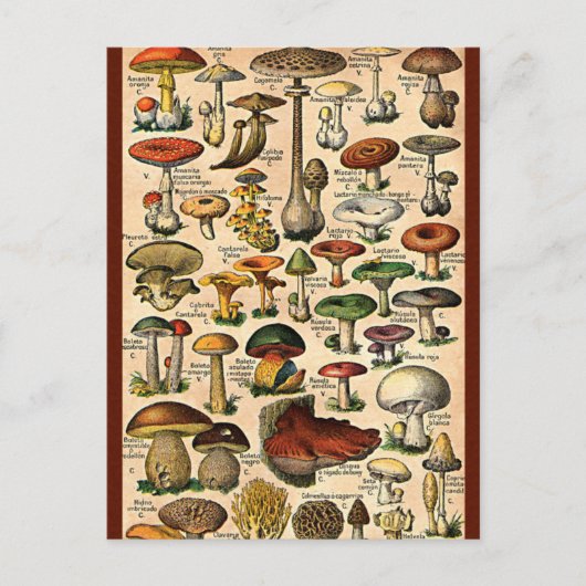 Carte Postale Guide du champignon vintage (Devant)