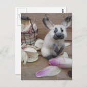 Carte Postale Guilty rabbit (Devant / Derrière)