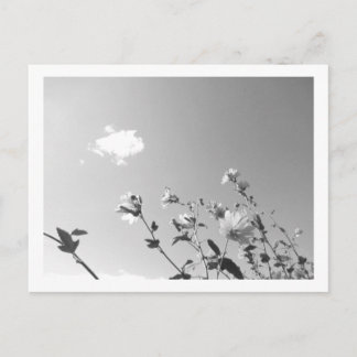 Carte Postale Guimauve arborescente en fleurs