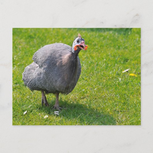 Carte Postale Guineafowl castré sur l'herbe (Devant)