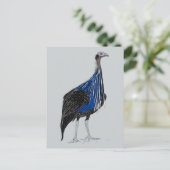 Carte Postale Guineafowl Vulturine (Debout devant)
