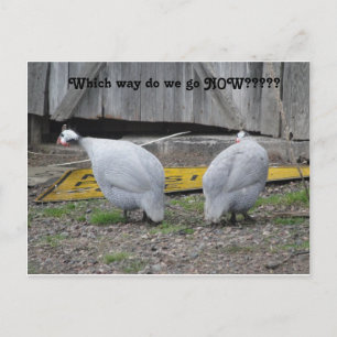 Carte Postale Guineas comment allons-nous maintenant