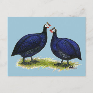 Carte Postale Guineas Royal Purple Pair