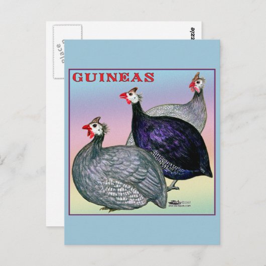 Carte Postale Guineas Trois Fowl (Devant / Derrière)