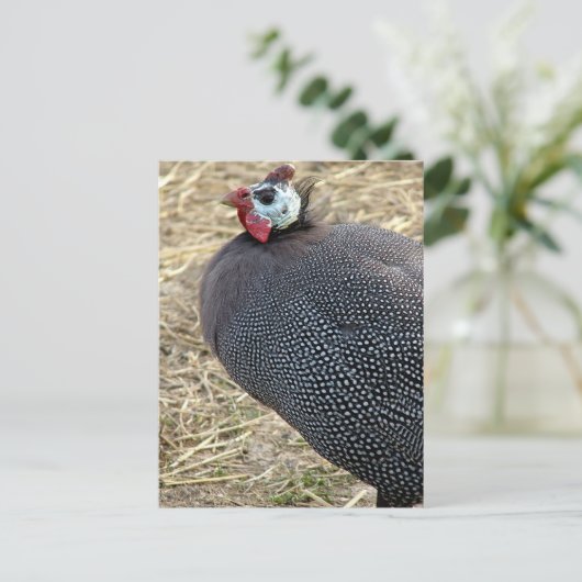 Carte Postale Guinée (Debout devant)