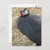 Carte Postale Guinée (Devant / Derrière)