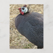 Carte Postale Guinée (Devant)