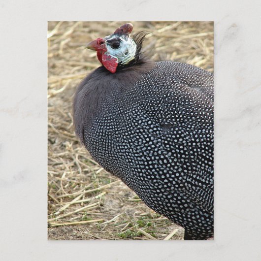 Carte Postale Guinée (Devant)