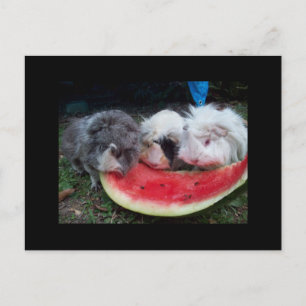 Carte Postale guinée eatting watermellon
