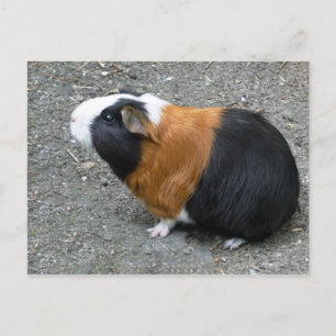 Carte Postale Guinée - Photo Pig