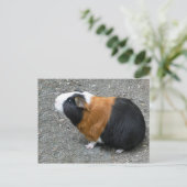 Carte Postale Guinée Pig Photo (Debout devant)