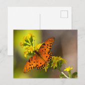 Carte Postale Gulf Fritillary alias Papillon de la Passion sur V (Devant / Derrière)