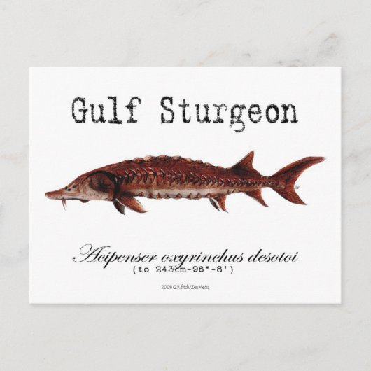 Carte postale Gulf-White (Devant)