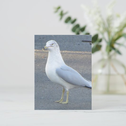 Carte Postale Gull (Debout devant)