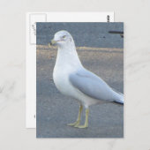 Carte Postale Gull (Devant / Derrière)