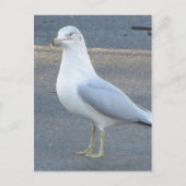 Carte Postale Gull (Devant)