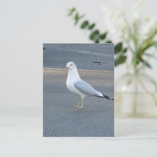 Carte Postale Gull (Debout devant)