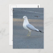Carte Postale Gull (Devant / Derrière)