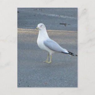Carte Postale Gull